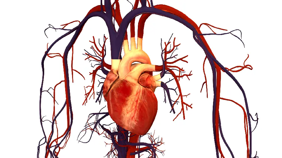 Heart muscle photo with arteries and veins in best quality