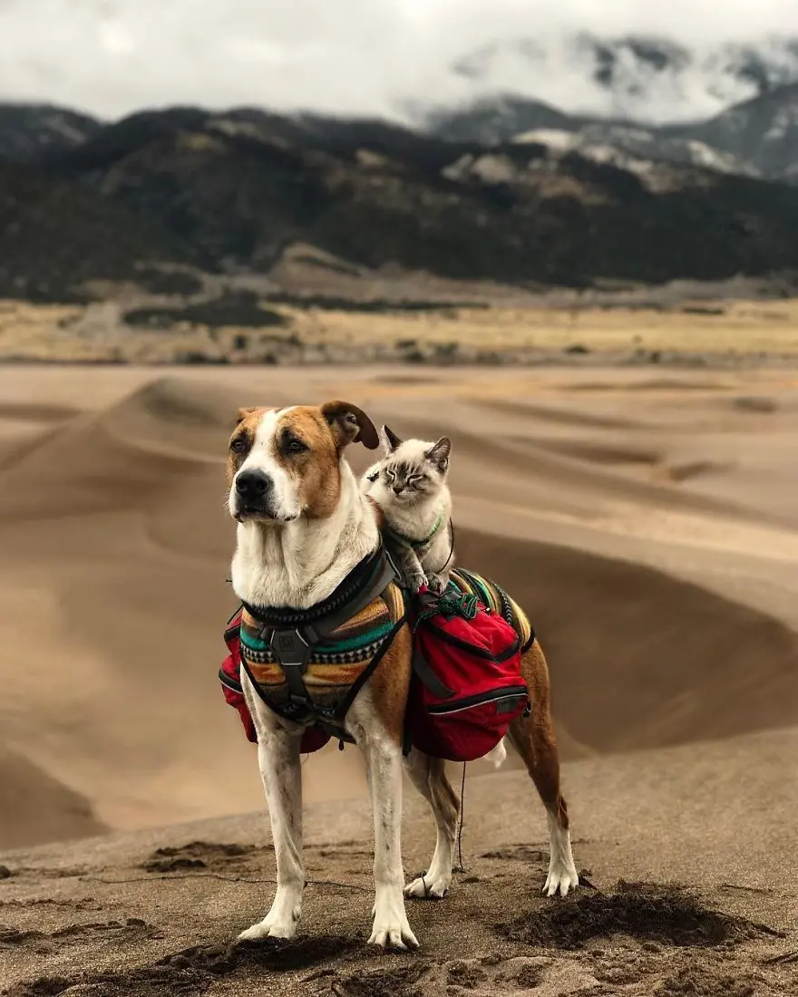 Dog and Cat Travel Adventure Image for Pet Lovers