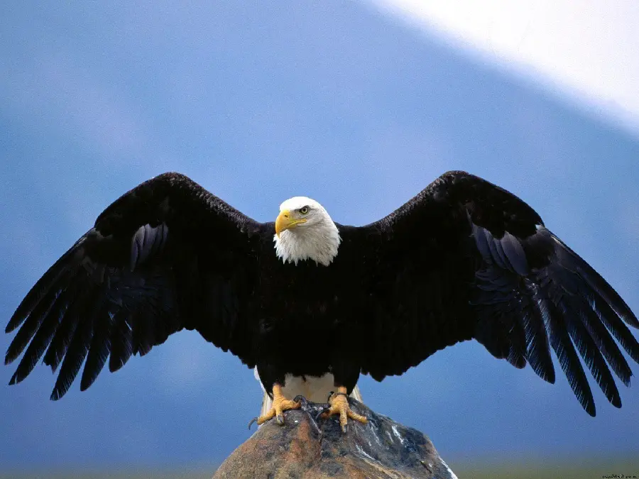 Beautiful Eagle Photo Capturing Nature's Grandeur