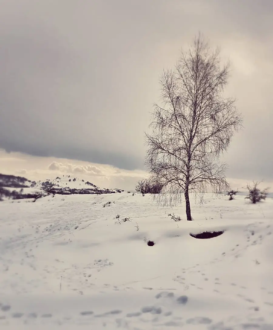 Stylish HD winter tree background