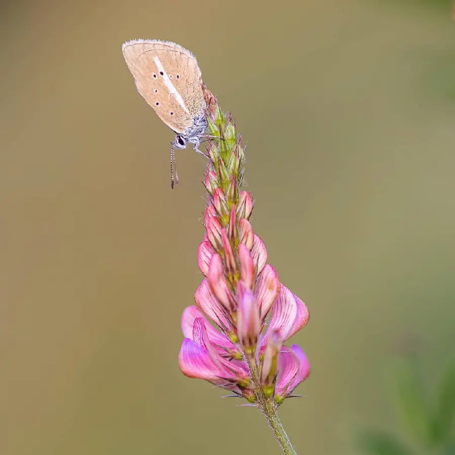 Golden butterfly on flower wallpaper