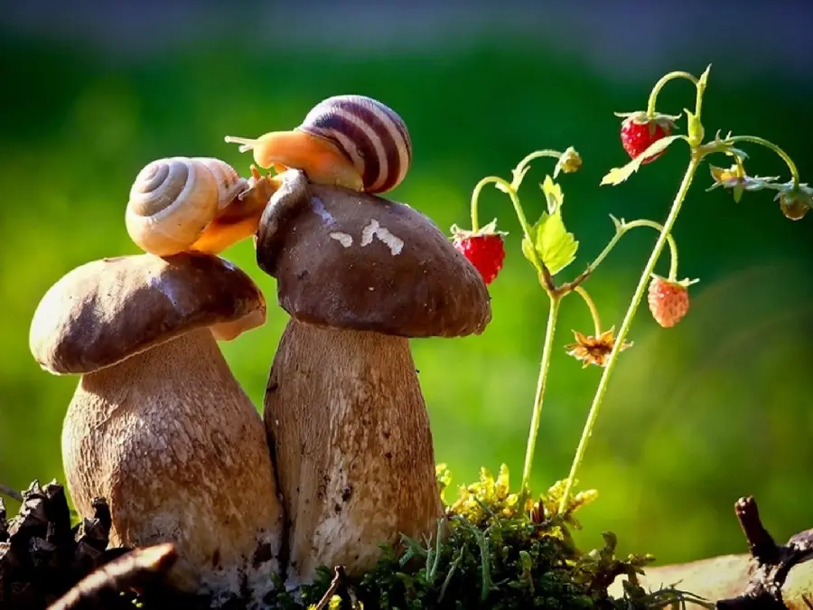 Real Snail Photo High Quality Detail