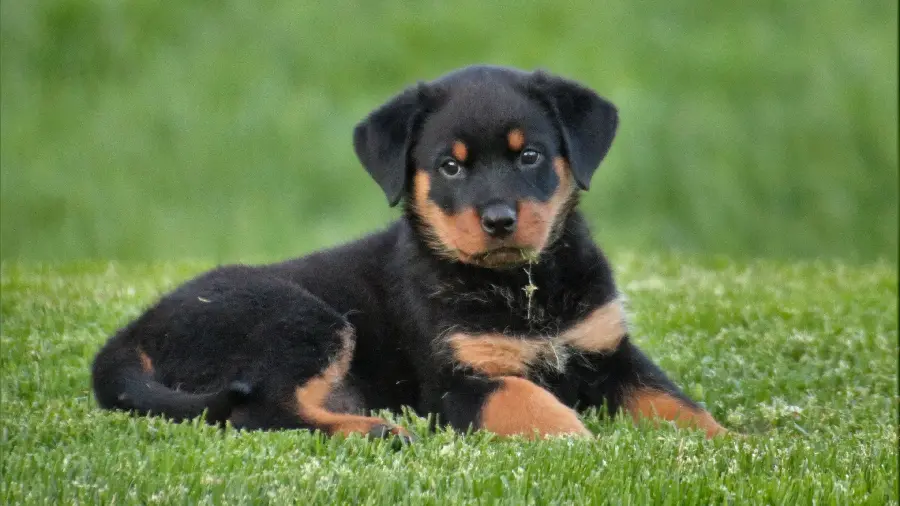 High quality photo of friendly Rottweiler dog breed