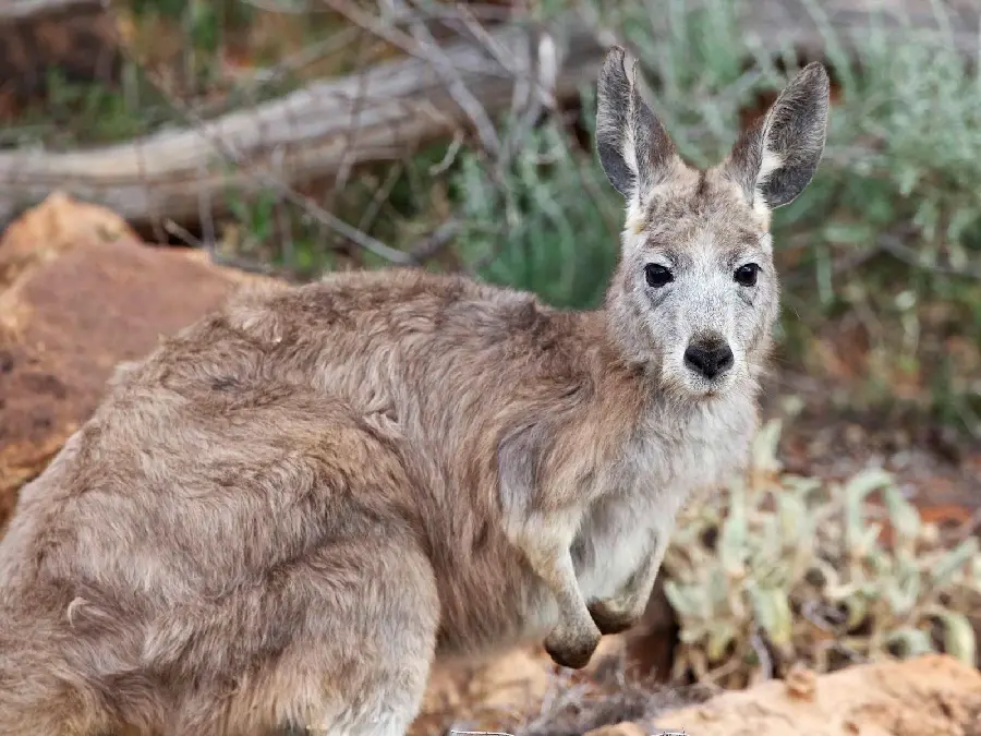 Kangaroo Wallpaper HD Artistic Wildlife Photo