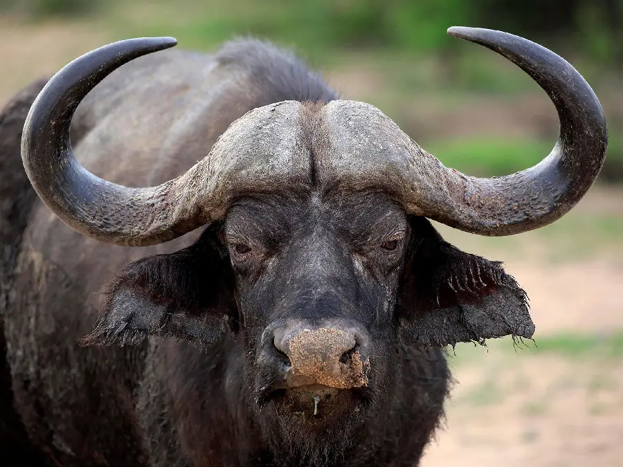 Aggressive Scary Buffalo With Sharp Horns Profile Picture