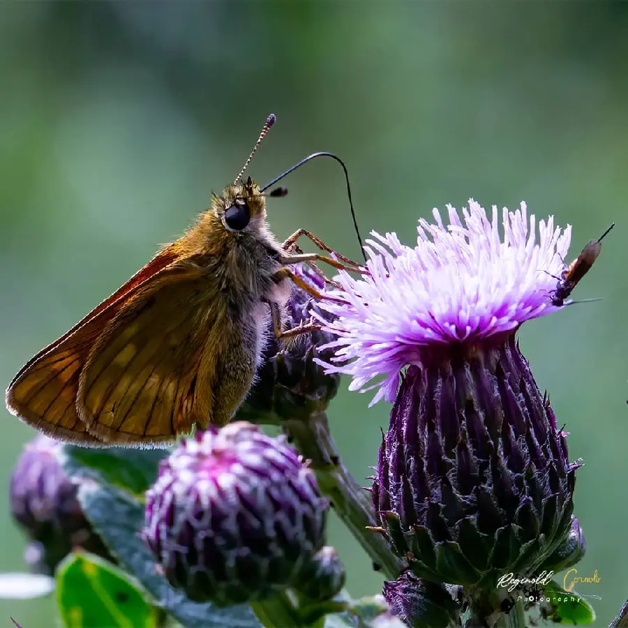 High quality flower and butterfly wallpaper
