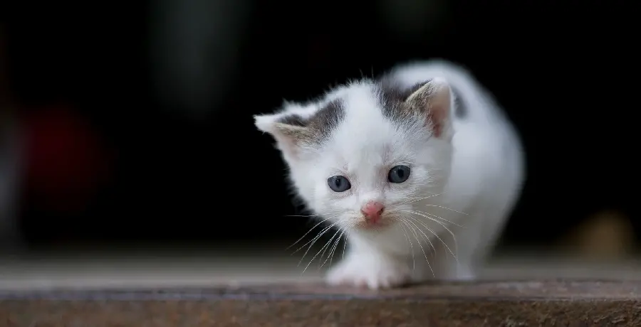 High Quality White Gray Bicolor Cat Photo