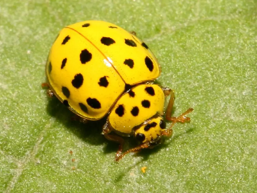 Black and Yellow Ladybug - High Quality Rare Species