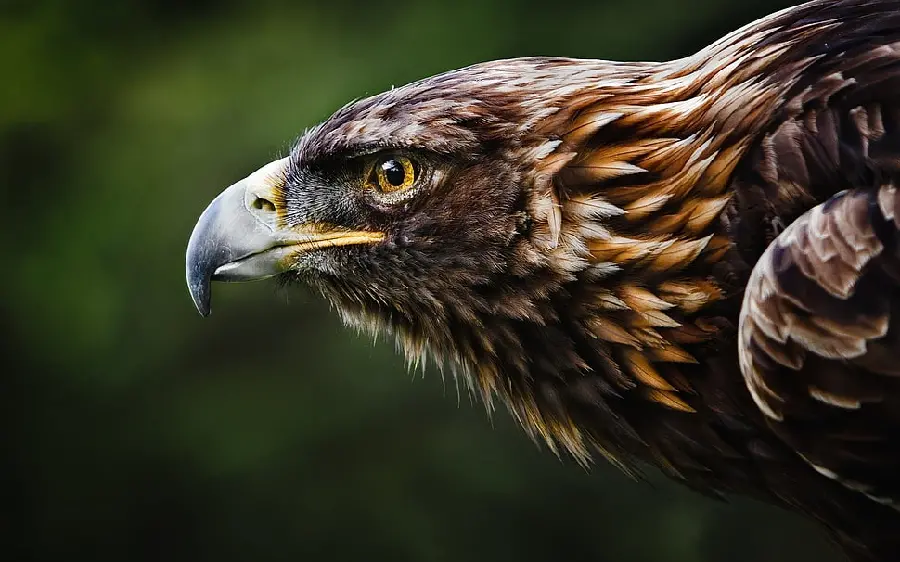 Golden Eagle Background for All Devices