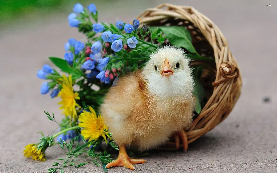 Beautiful Chick Photo for Wallpapers and Nature Displays