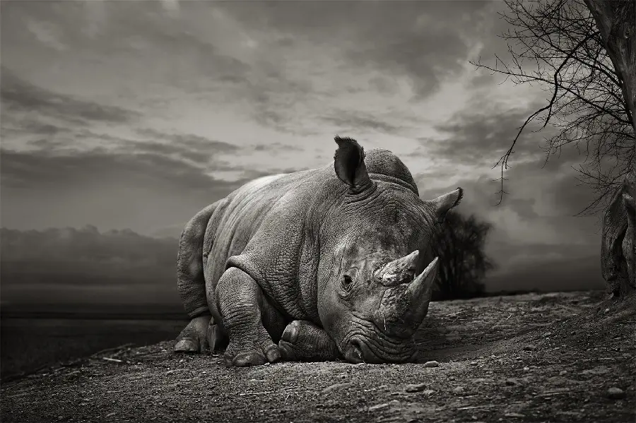 Wild rhinoceros high quality photo
