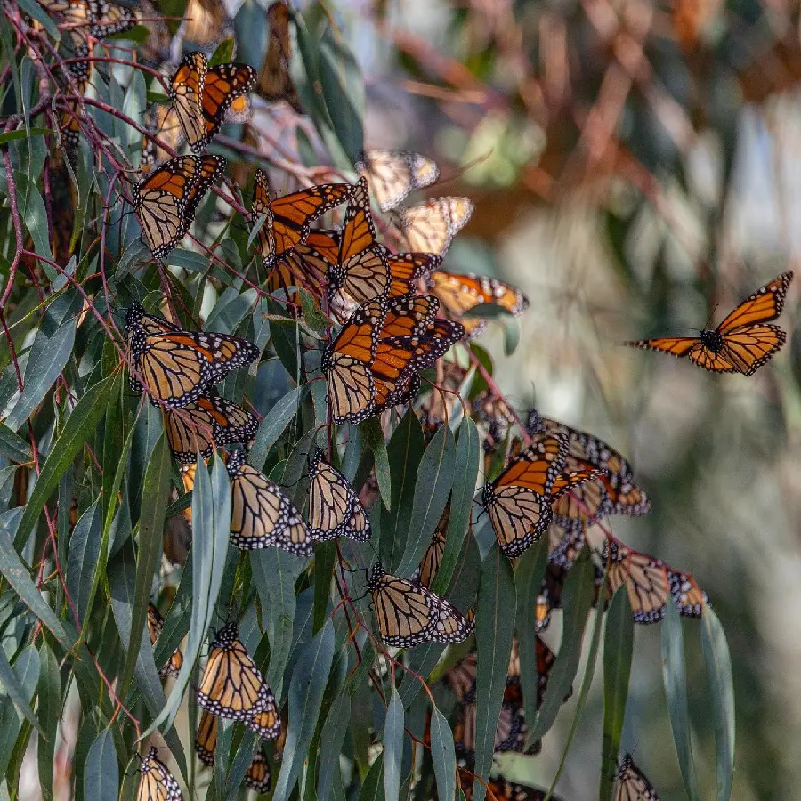 Beautiful butterfly wallpaper with quality