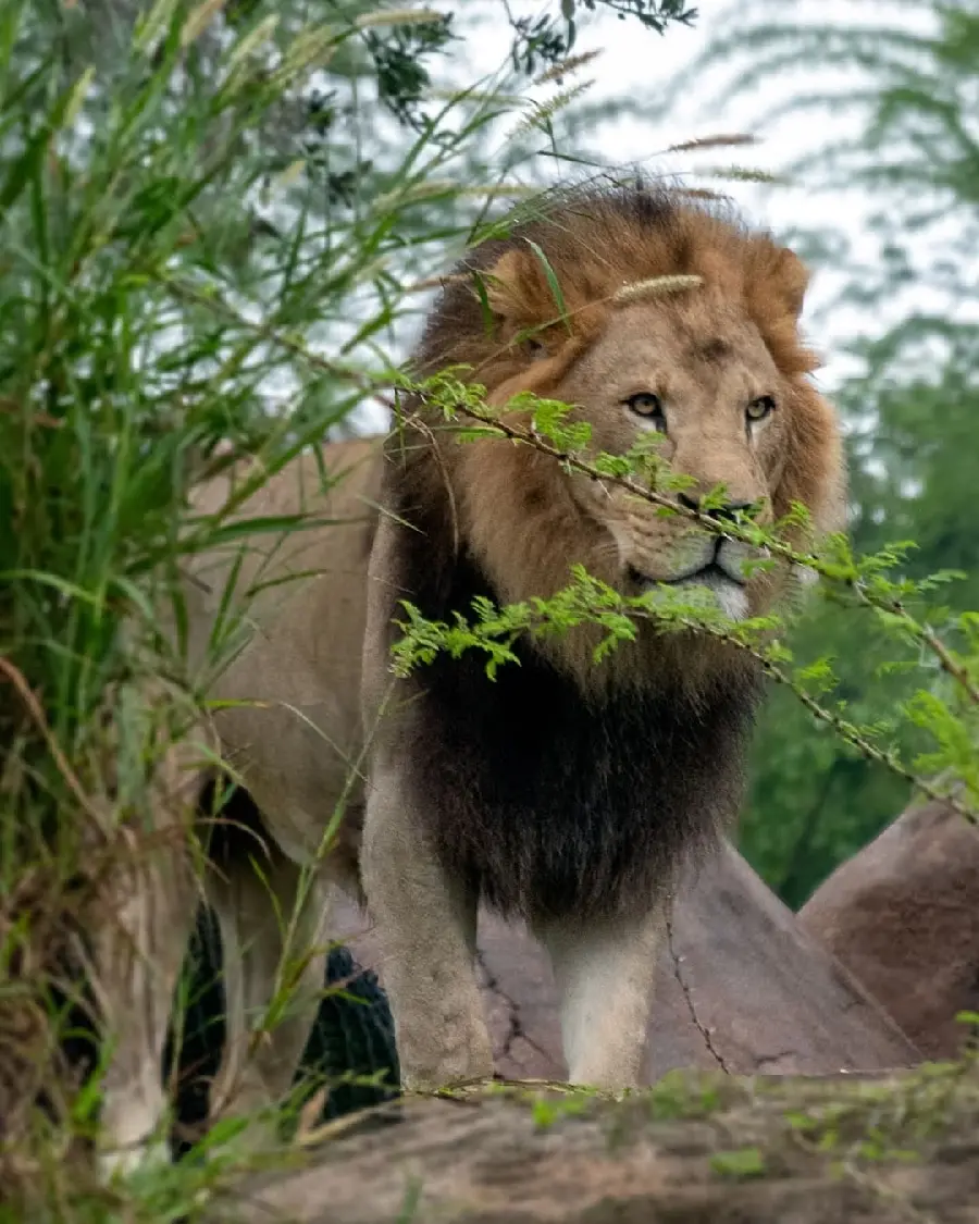 Attractive and Unique Photo of the Lion King of the Jungle