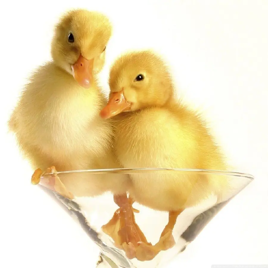 Baby Duck Profile Picture for Social Media and Online Profiles