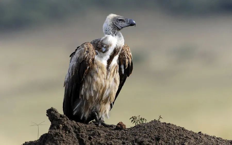 Vultures and Condors in Natural Habitat Photo