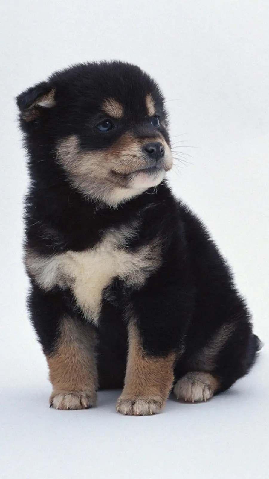 High quality black and white husky puppy