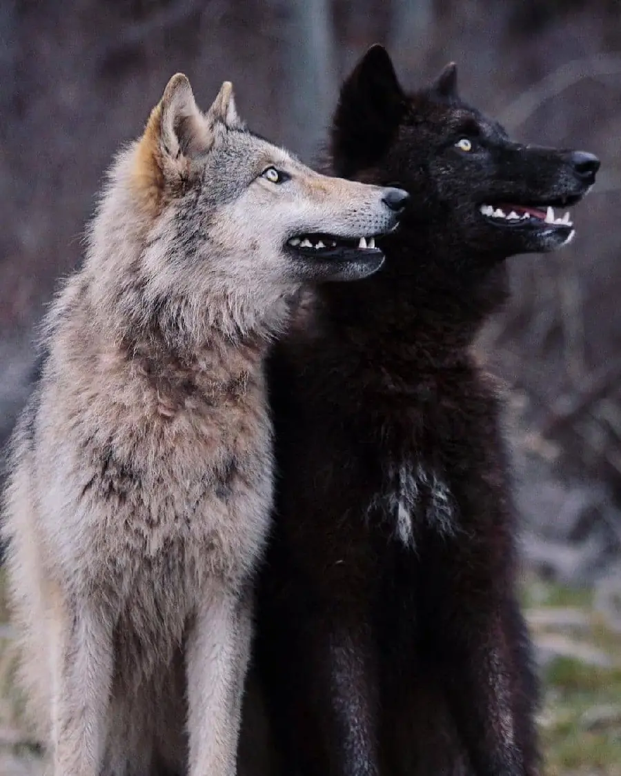 Cool Black And White Wolves Photo Showing Color Variations