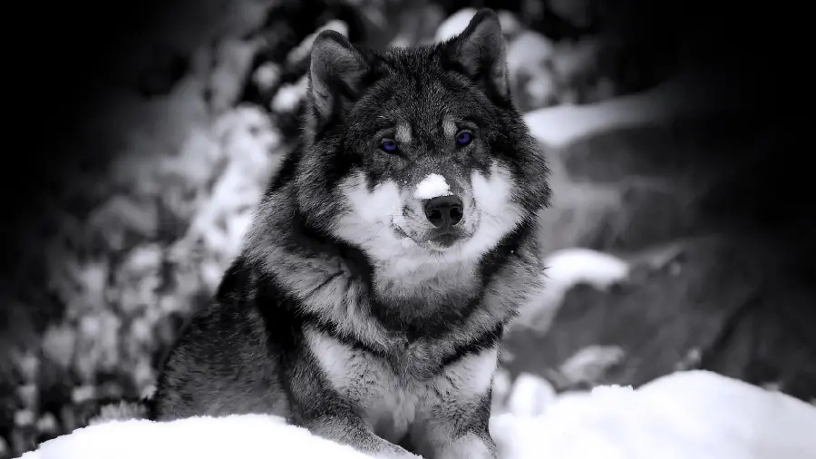 Lone Wolf HD Image Solitary Hunter Premium