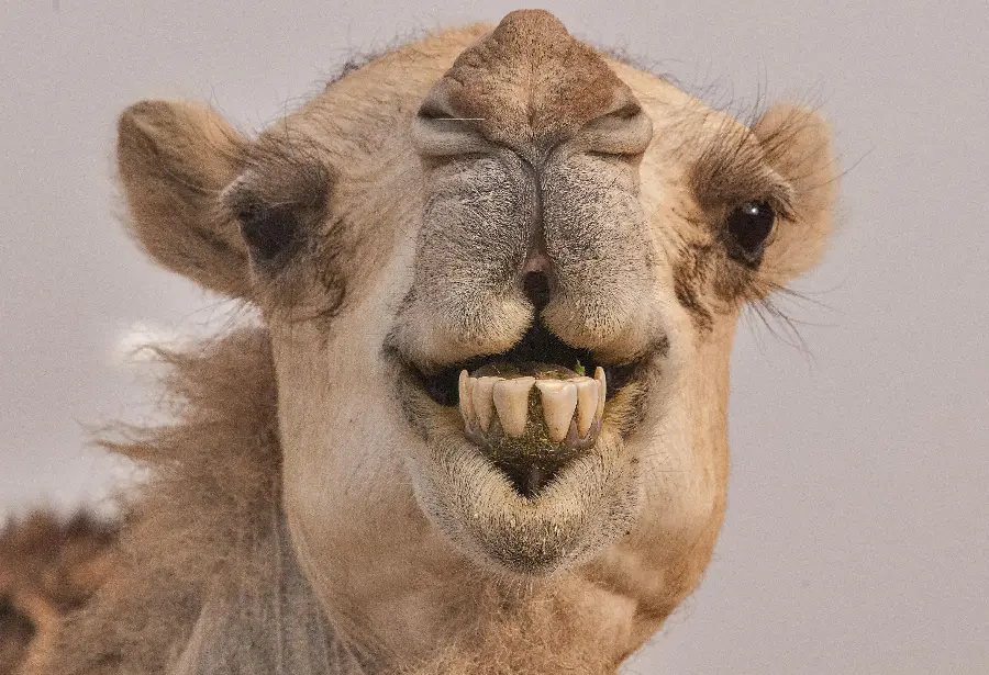 Hilarious Close Up Photo Of Camel With Funny Expression