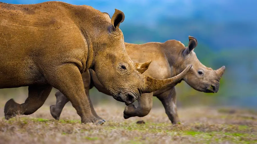 Rhinoceros wallpaper high quality image