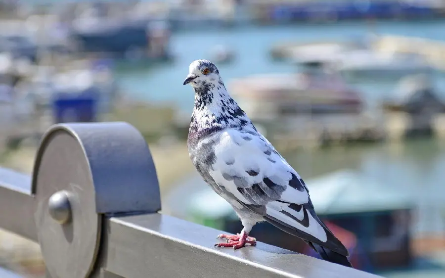 Beautiful Pigeon Photo for Wallpapers and Nature Lovers