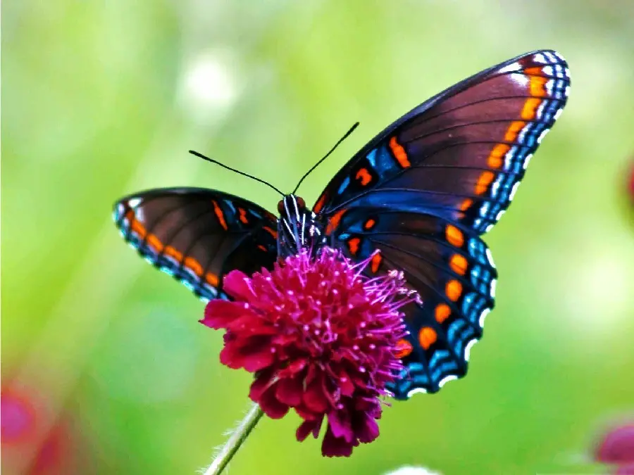 Beautiful Butterflies with Colorful Wing Patterns Close-Up