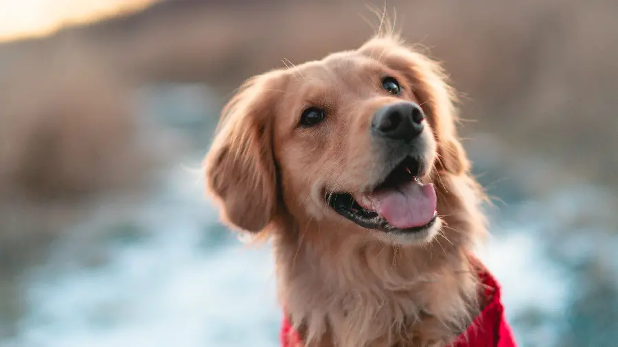 Brown Golden Retriever dog wallpaper in HD