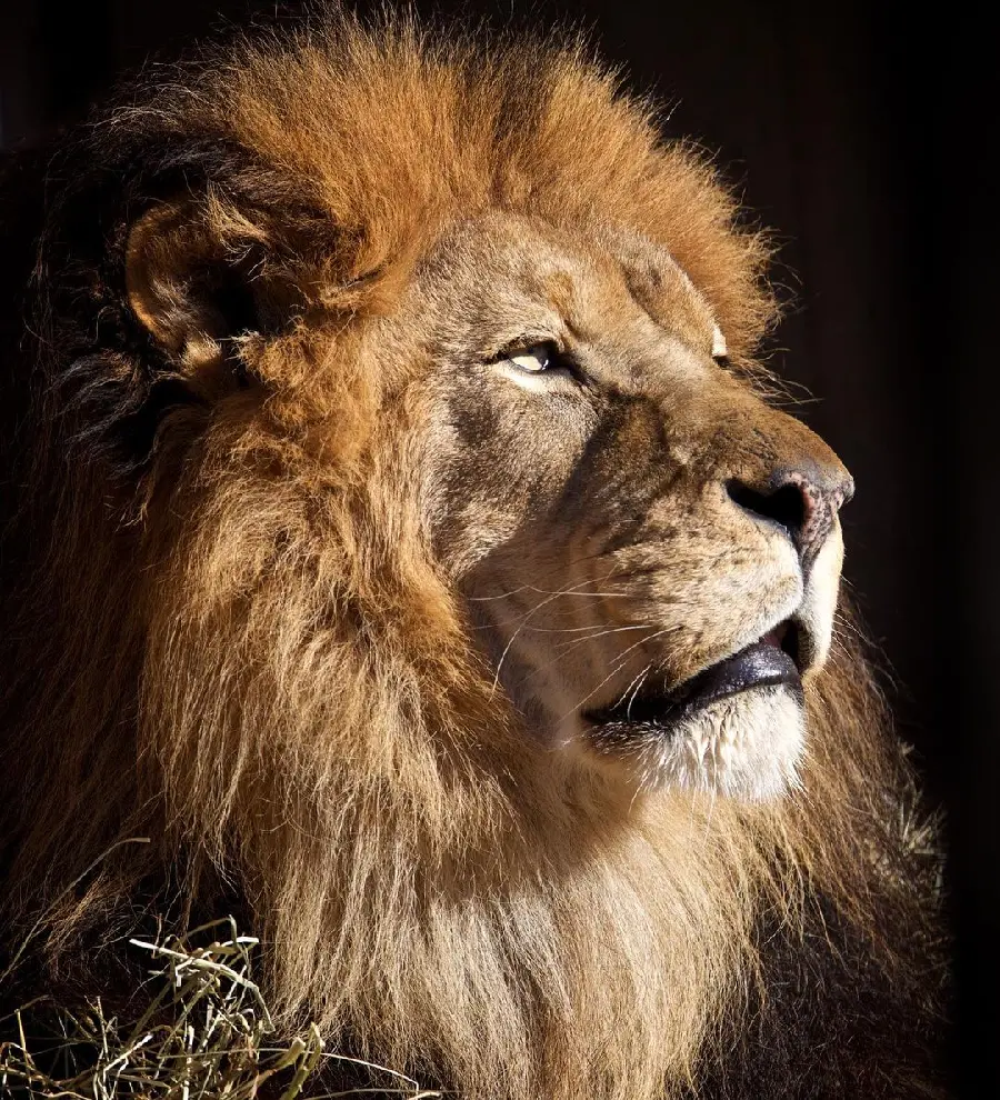 Attractive Top-Quality Wallpaper of a Lion in the Best Quality