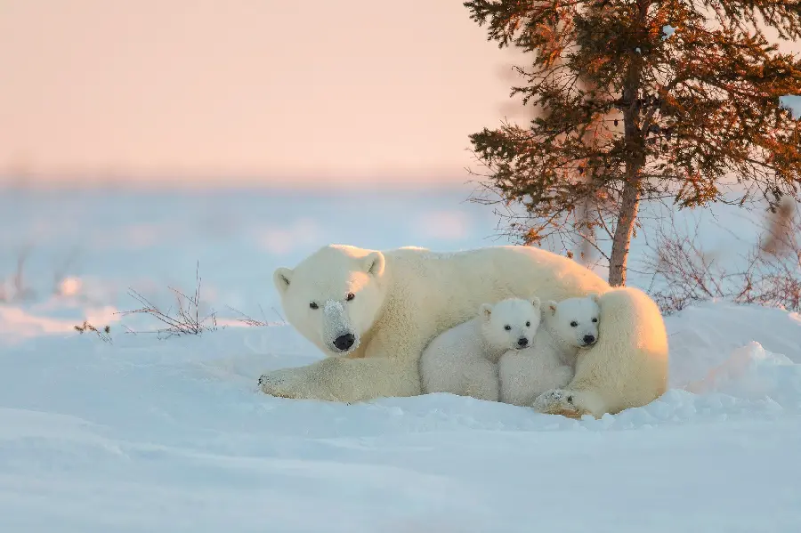 Polar Bear With Cubs HD Photo Family Bonds
