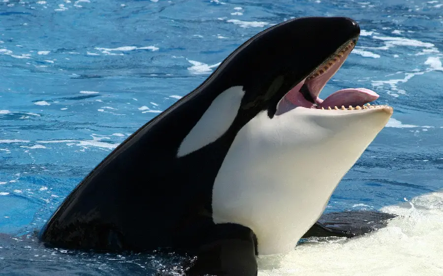 High-quality killer whale photo