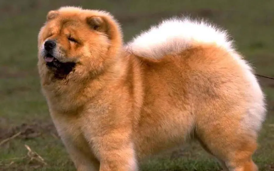 Funny Chow Chow Wallpaper For Animal Lovers