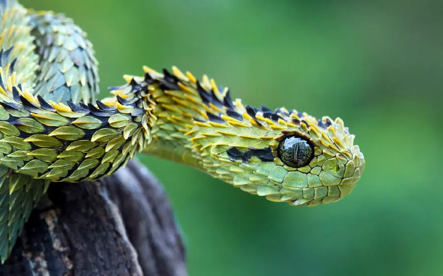 Beautiful Snake HD Photo Nature