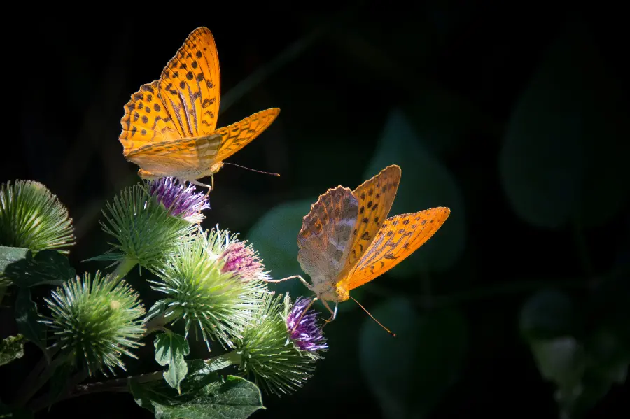 Beautiful Butterfly Profile Picture with Natural Lighting