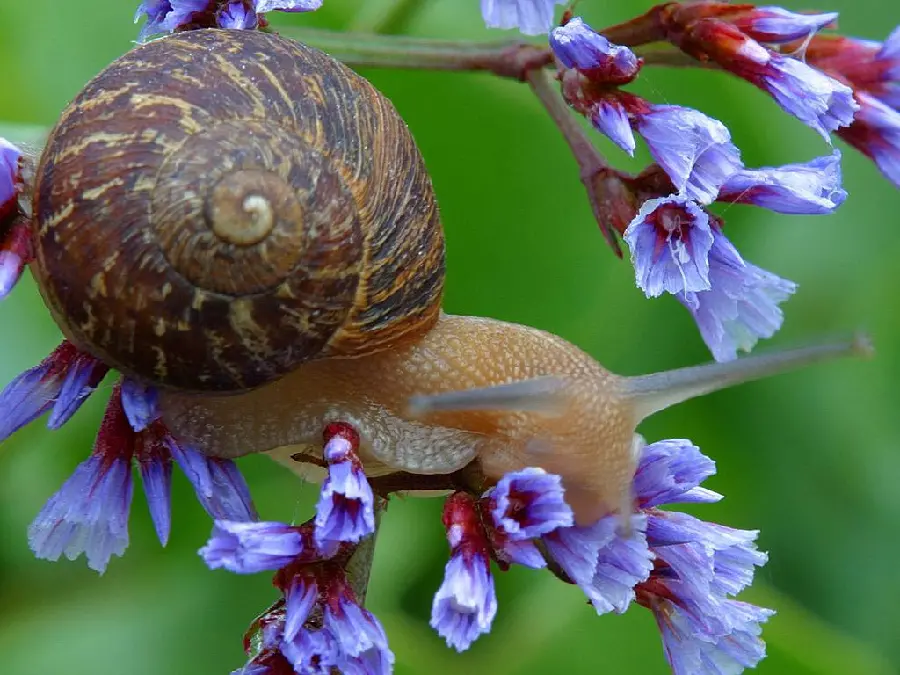 Download Sea Snail Photo High Quality
