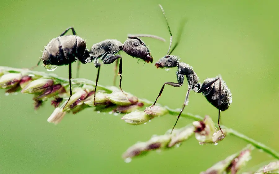 Worker Ants Foraging Behavior in the Wild