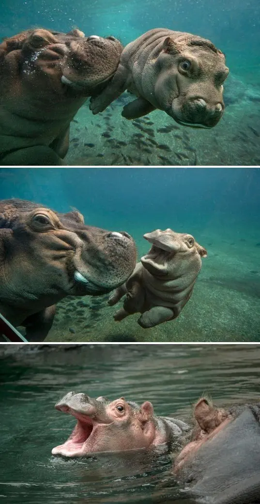 Wild herbivorous hippo photo for World Hippo Day