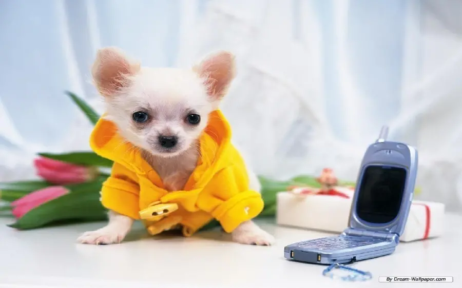 Attractive Chihuahua Dog Photos in High Quality