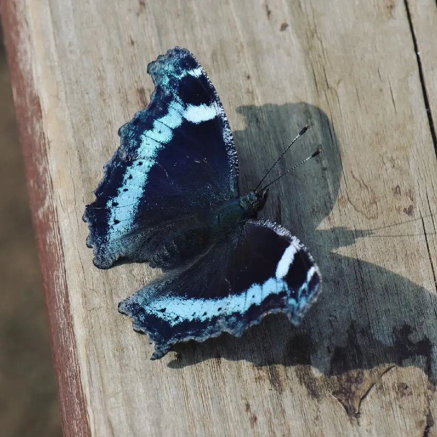 Beautiful Butterfly Image For Social Media Profile Pictures