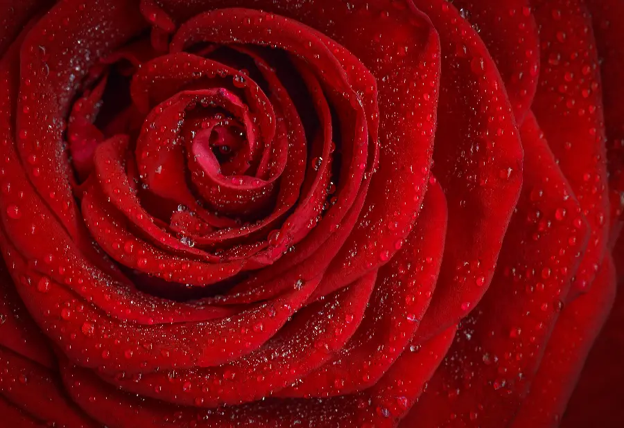 Beautiful Red Rose Branch High Quality