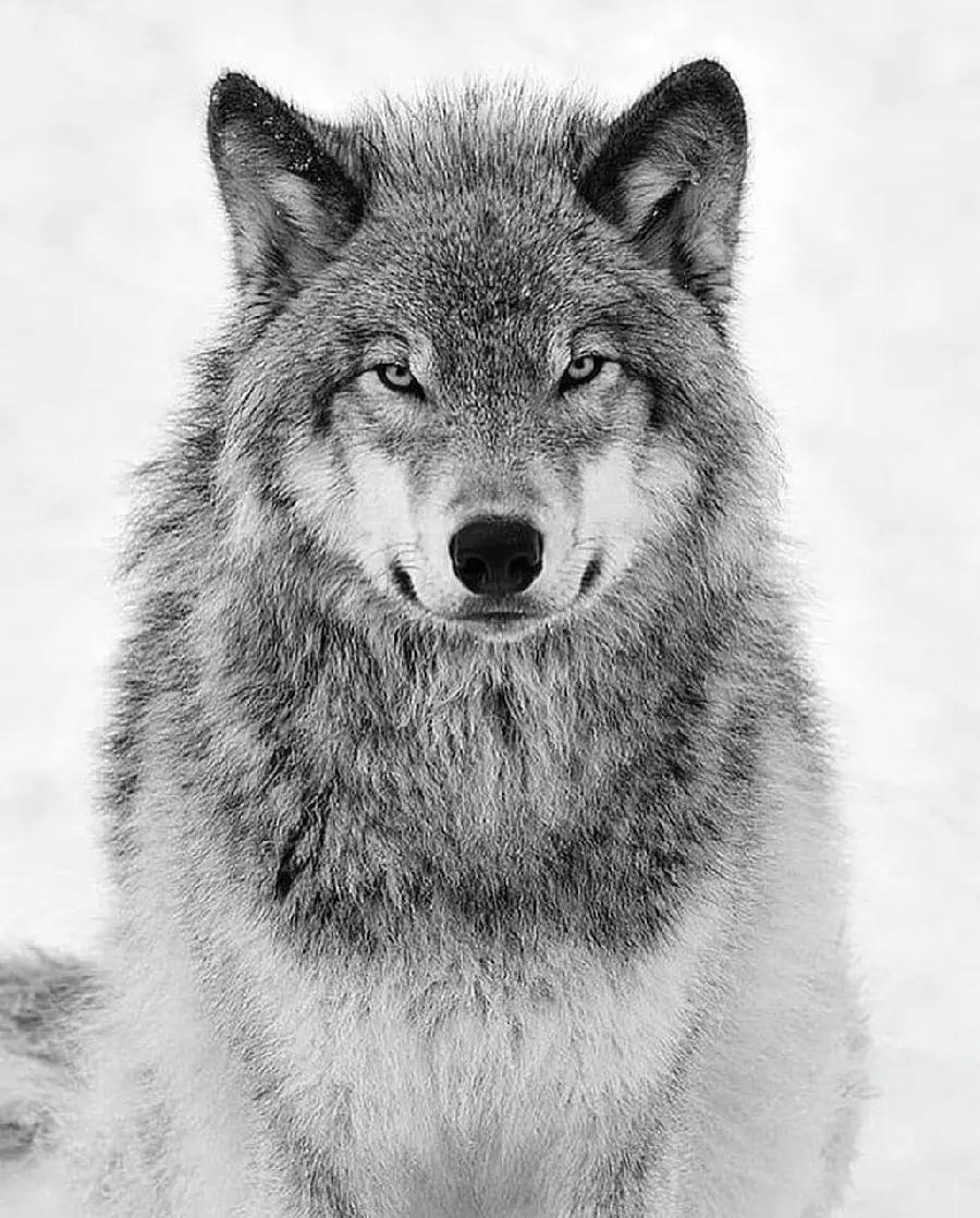 Best Quality Gray Wolf In Snow Photo With Historical Context