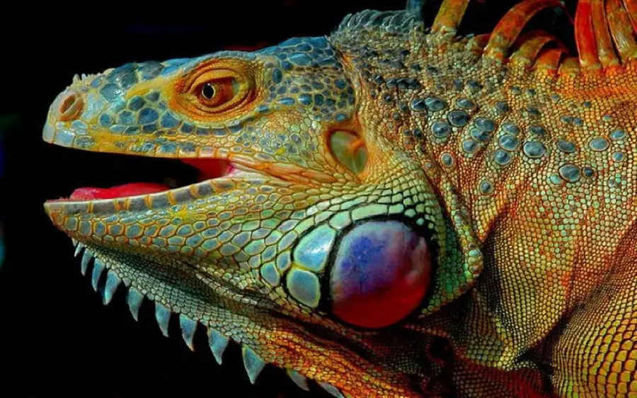 Green iguana images high quality