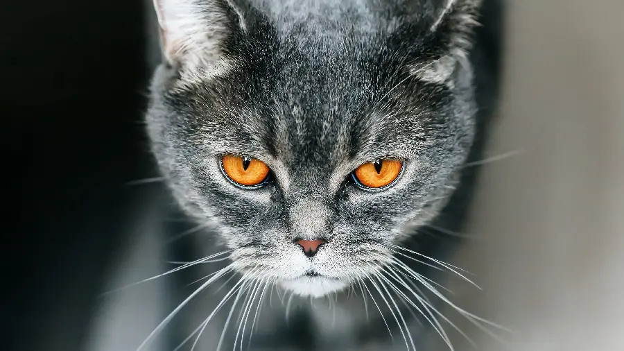 British Shorthair cat profile picture in 4K