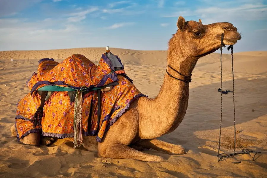 Detailed High Resolution Camel Picture Showcasing Unique Features