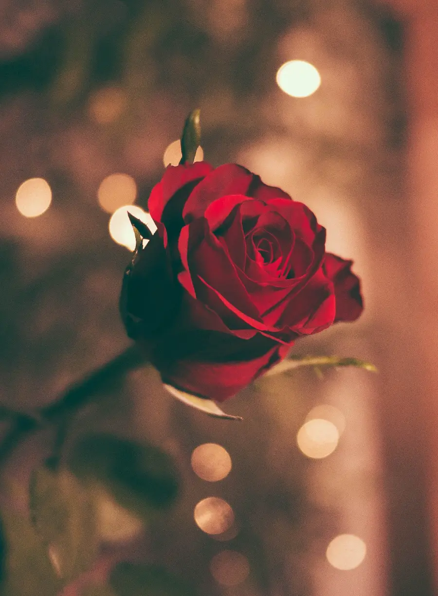 Beautiful Natural Romantic Red Rose