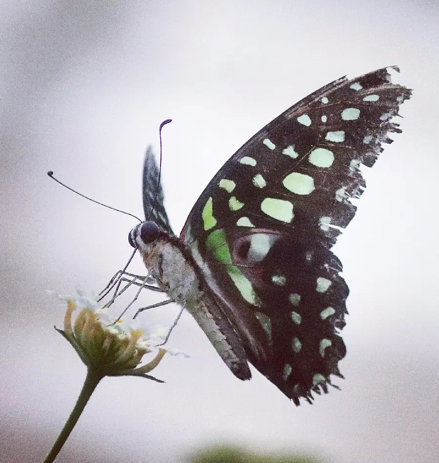 Black Butterfly Wallpaper in High Definition