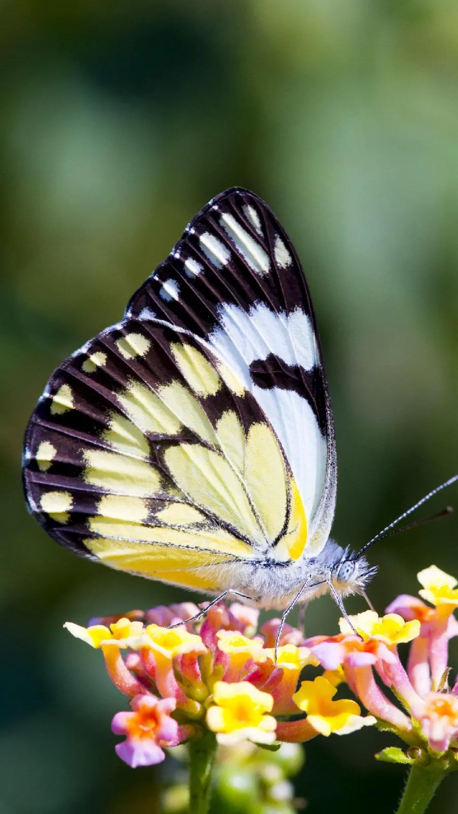 Beautiful flower and butterfly photo for profile