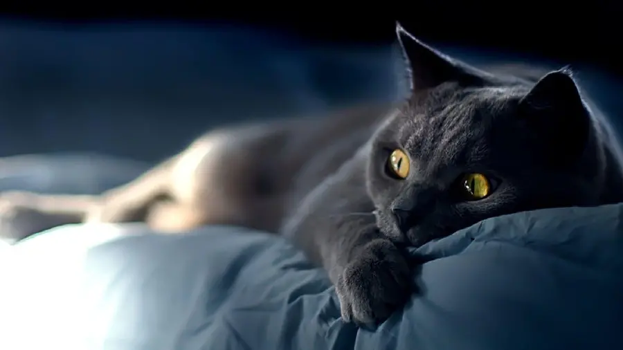 Mysterious Black Cat Profile Picture In High Quality Definition