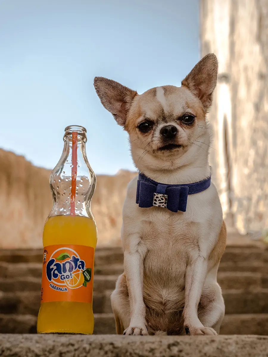 Special Chihuahua Dog Photo in High Quality