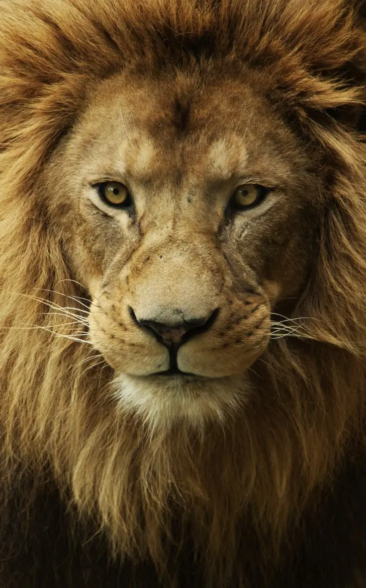 Download HD Wild Lion Wallpaper for Desktop