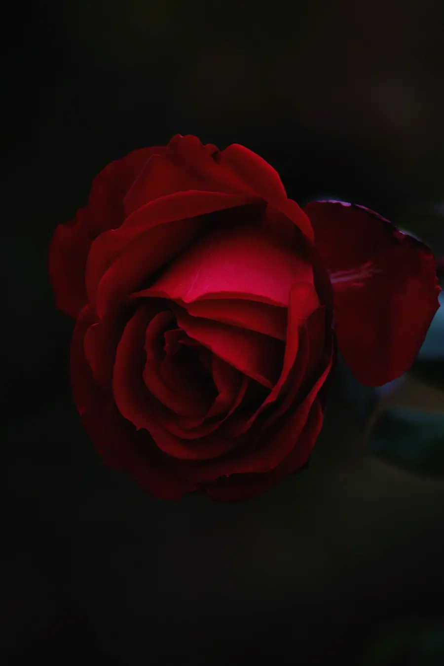 New Romantic Red Rose High Quality